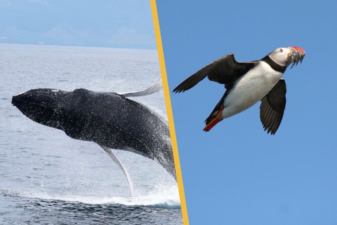 Iceland Super Saver: Puffin Cruise plus Whale-Watching Tour from Reykjavik - The whale cruise across Faxaflói Bay