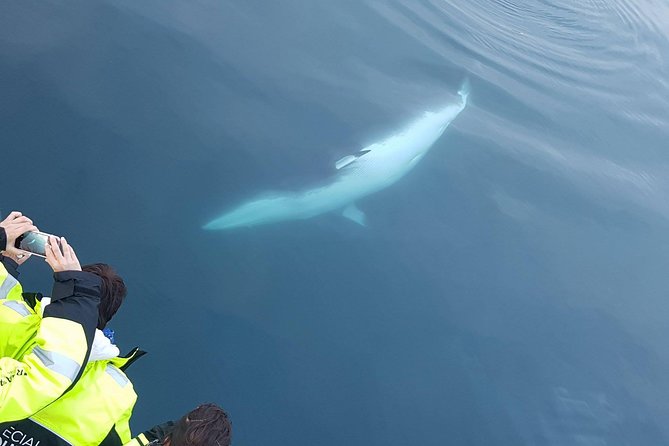 Iceland Super Saver: Puffin Cruise plus Whale-Watching Tour from Reykjavik - Akurey and the puffin cruise