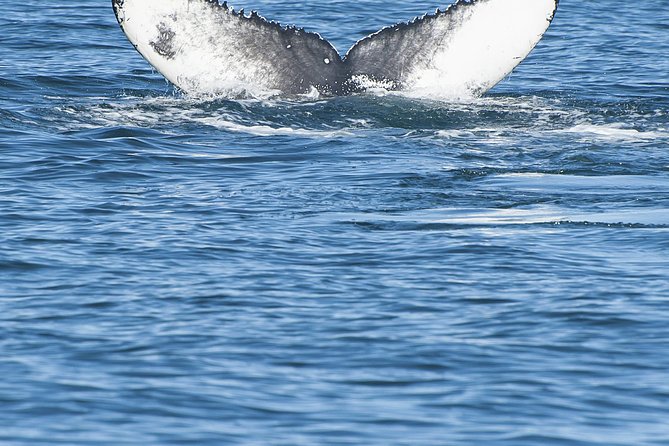 Iceland Super Saver: Puffin Cruise plus Whale-Watching Tour from Reykjavik - Is $156.19 good value?