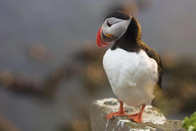 Iceland Super Saver: Puffin Cruise plus Whale-Watching Tour from Reykjavik - Who will enjoy this most?