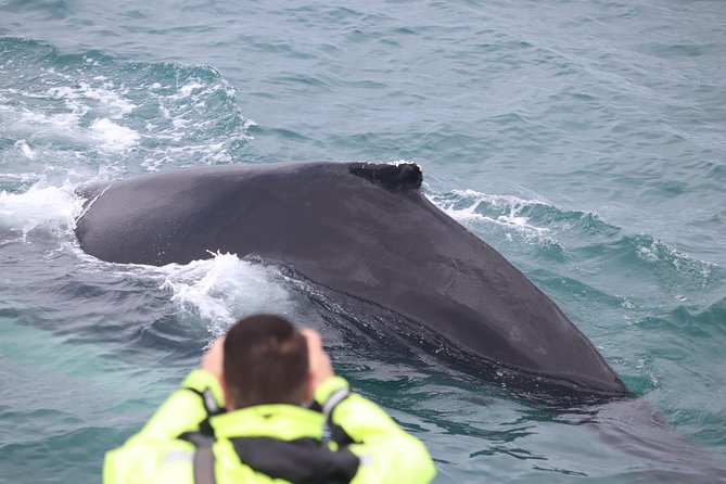 Iceland Super Saver: Puffin Cruise plus Whale-Watching Tour from Reykjavik - Should you book the puffin and whale combo?