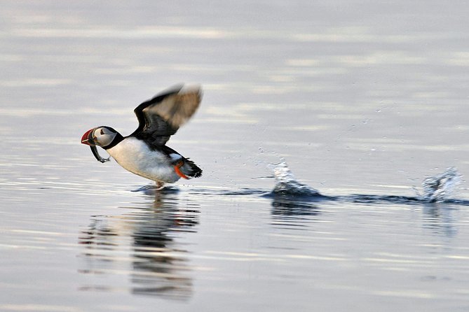 Iceland Super Saver: Puffin Cruise plus Whale-Watching Tour from Reykjavik - Sea conditions and staying comfortable