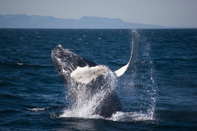 Icelandic Horse Riding and Whale Watching Cruise from Reykjavík - Making the change from country to Reykjavík harbor