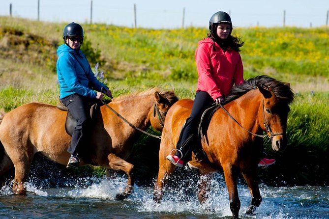 Icelandic Horse Riding and Whale Watching Cruise from Reykjavík - The honest truth about whale sightings