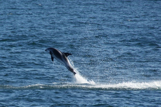 Icelandic Horse Riding and Whale Watching Cruise from Reykjavík - Clothing, comfort, and group size