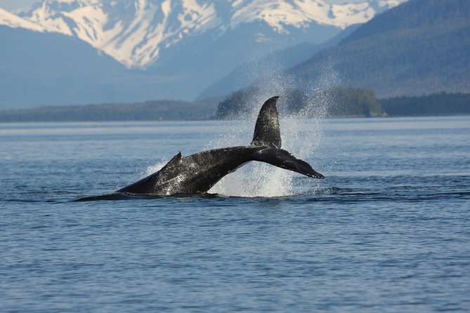Icelandic Horse Riding and Whale Watching Cruise from Reykjavík - Who will get the most from this tour