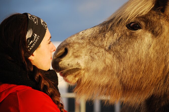 Icelandic Horse Riding and Whale Watching Tour from Reykjavik - Why this two-part Iceland day works