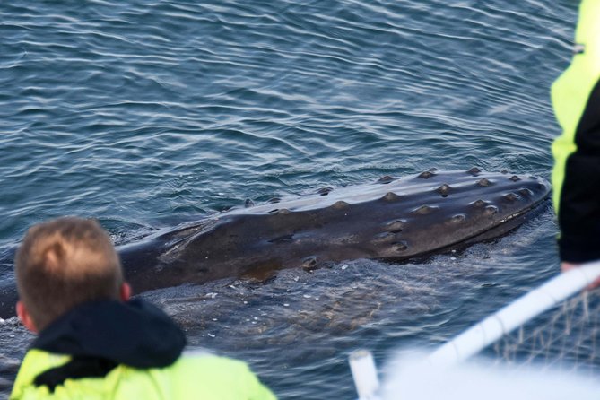 Icelandic Horse Riding and Whale Watching Tour from Reykjavik - Who will enjoy this tour most