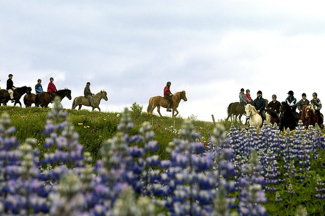 Icelandic Horseback Riding Tour Including Pick Up from Reykjavik - Meeting your Icelandic horse