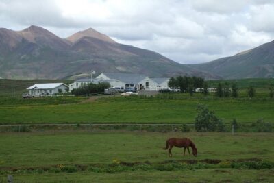 Icelandic Horseback Riding Tour Including Pick Up from Reykjavik