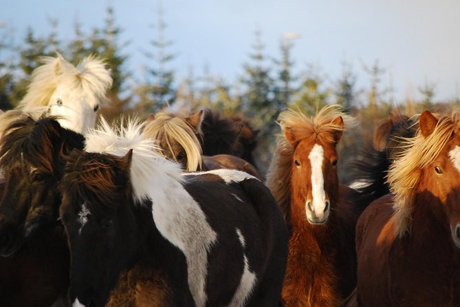 Icelandic Horseback Riding Tour with Pickup Option from Reykjavik - The opening ride and the three ability groups