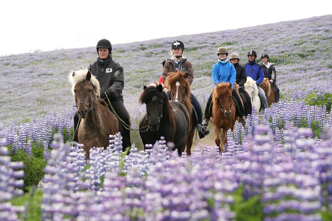 Icelandic Horseback Riding Tour with Pickup Option from Reykjavik - Lava fields, moorland, mountains, and lakes