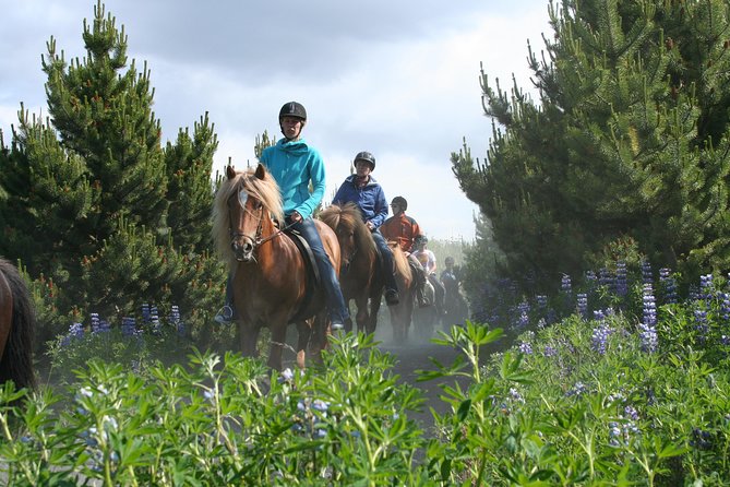 Icelandic Horseback Riding Tour with Pickup Option from Reykjavik - Learning the tölt without rushing it