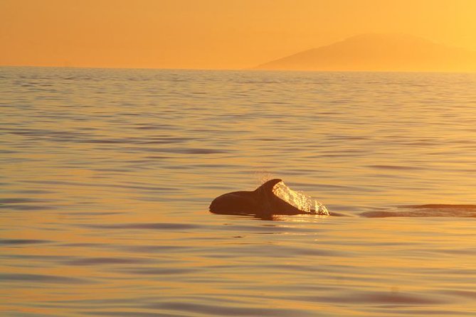 Magical Whales in the Midnight Sun | from Reykjavik - The onboard introduction to Icelandic marine life