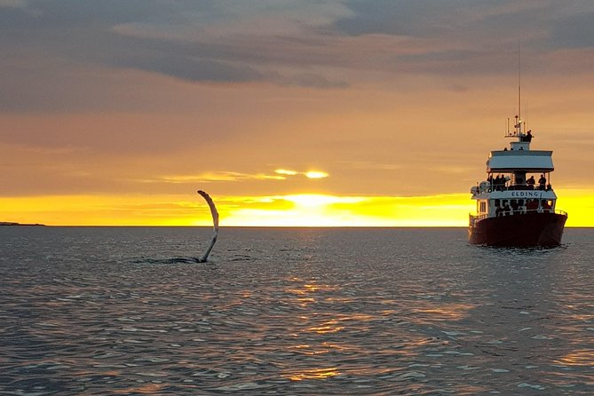 Magical Whales in the Midnight Sun | from Reykjavik - The boat, indoor space, and coveralls