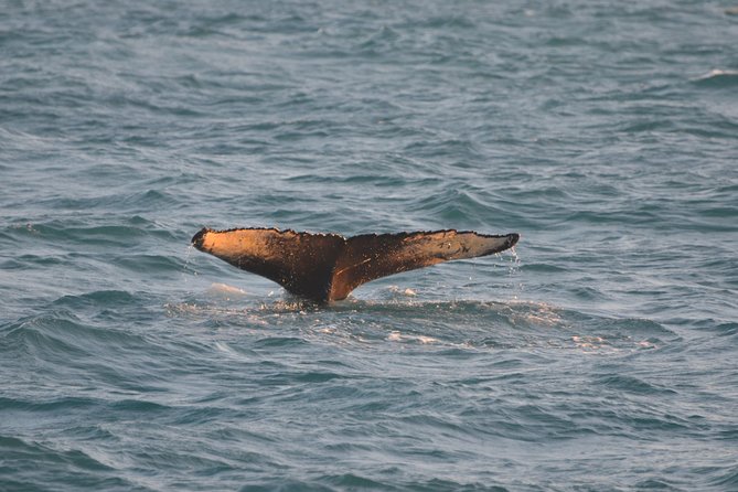 Magical Whales in the Midnight Sun | from Reykjavik - Is $105 a fair price?