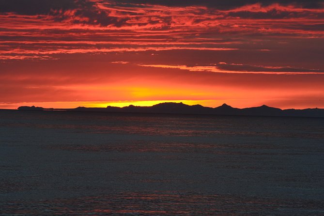 Magical Whales in the Midnight Sun | from Reykjavik - Who will enjoy this most?
