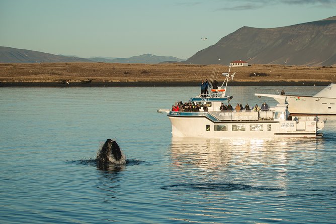 Midnight Sun Whale Watching from Reykjavik - Why the midnight sun changes whale watching
