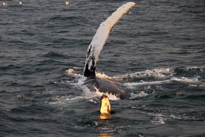 Midnight Sun Whale Watching from Reykjavik - Thermal overalls, indoor warmth, and the cold-weather question