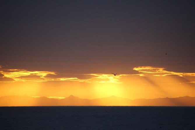 Midnight Sun Whale Watching from Reykjavik - How good is the $109.34 value?
