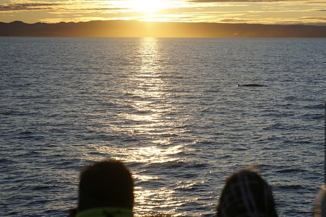 Midnight Sun Whale Watching from Reykjavik - Who will enjoy this evening on the water?