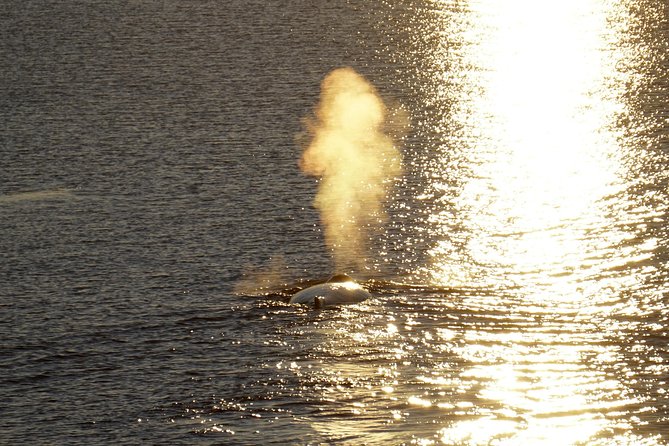 Midnight Sun Whale Watching from Reykjavik - The app, languages, and onboard extras