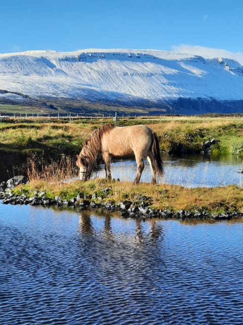 North Iceland: Horseback Riding Tour - Starting at the farm with a carefully chosen horse