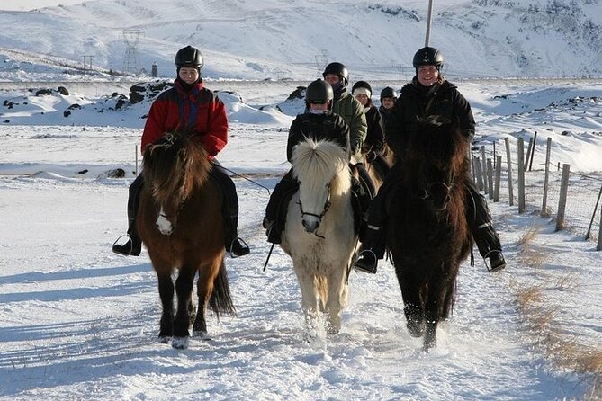 One-Hour Horseback Riding Tour in the Icelandic Countryside - Who will get the most from this experience