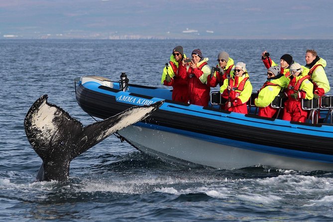 Original Big Whale Safari & Puffins Speedboat Tour from Húsavík - Why the RIB boat changes the experience