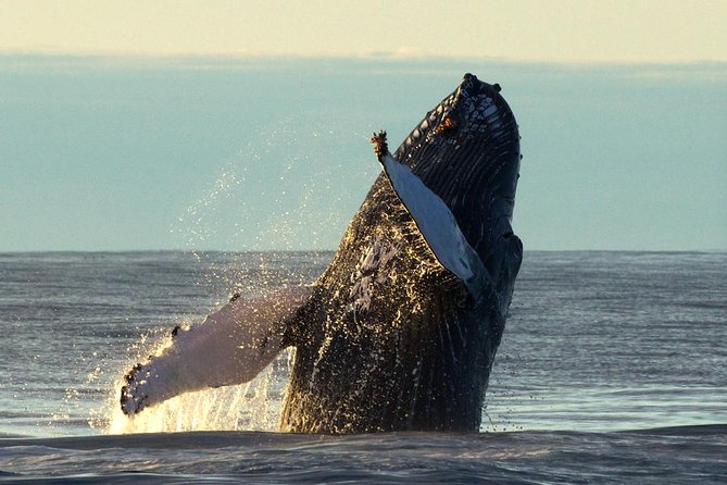 Original Big Whale Safari & Puffins Speedboat Tour from Húsavík - Puffin Island between April and August
