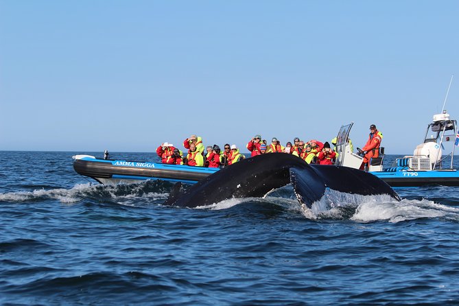 Original Big Whale Safari & Puffins Speedboat Tour from Húsavík - Staying warm when Iceland turns cold