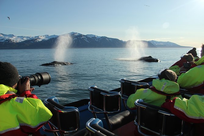 Original Big Whale Safari & Puffins Speedboat Tour from Húsavík - The value of $180.27 for two hours