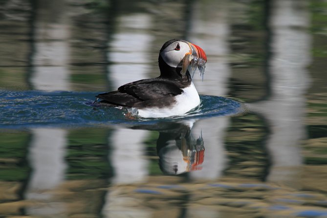 Original Big Whale Safari & Puffins Speedboat Tour from Húsavík - Who should choose this speedboat safari