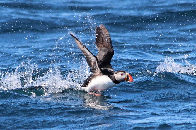 Original Big Whale Safari & Puffins Speedboat Tour from Húsavík - Searching for whales in a bay that keeps its secrets