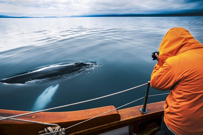 Original Carbon Neutral Whale Watching Tour from Húsavík - Five things to know before you book