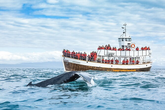 Original Carbon Neutral Whale Watching Tour from Húsavík - The search for humpback and minke whales