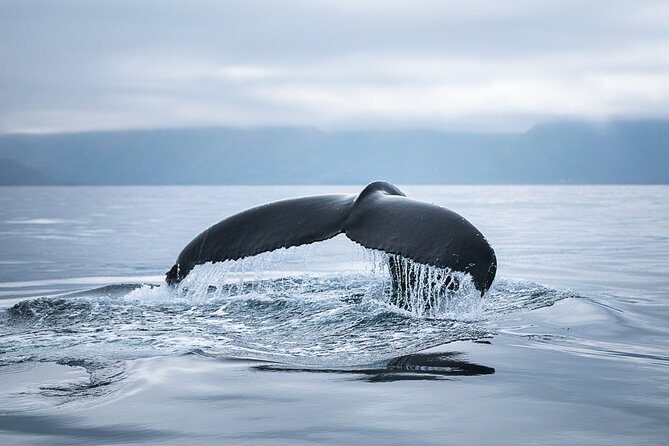 Original Carbon Neutral Whale Watching Tour from Húsavík - What a typical three-hour itinerary feels like