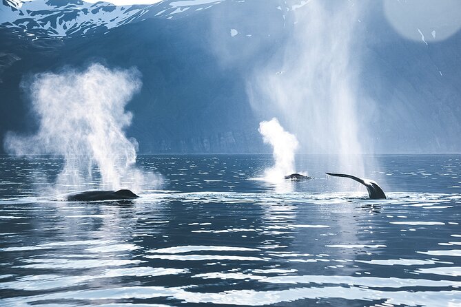 Original Carbon Neutral Whale Watching Tour from Húsavík - Cold weather, motion, and comfort
