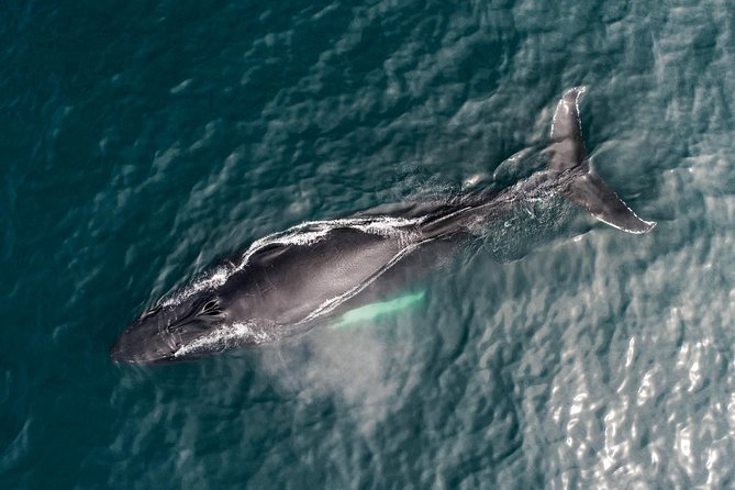 Original Carbon Neutral Whale Watching Tour from Húsavík - Weather is part of the decision