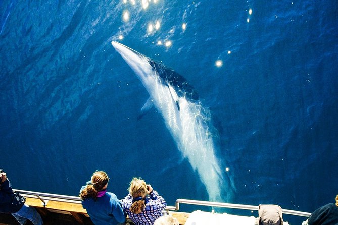 Original Carbon Neutral Whale Watching Tour from Húsavík - Why the carbon-neutral ship matters