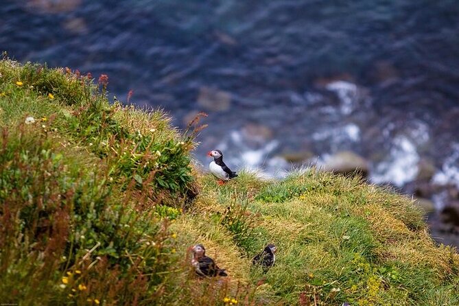 Premium 4x4 Diamond Circle Tour - Tjörnes Peninsula adds birds and old ground