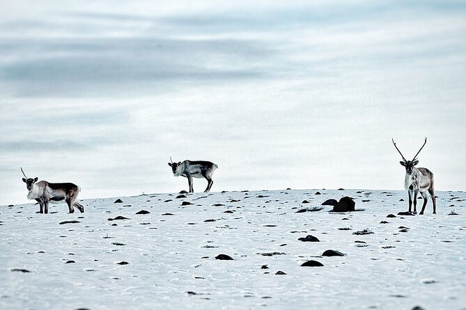 Premium Ice Cave Tour Vatnajokull Iceland - Weather, cancellation, and planning details