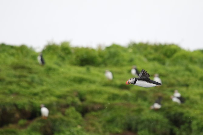 Premium Small-Group Puffin & Bird Watching tour from Reykjavík - Key Things to Know Before You Go