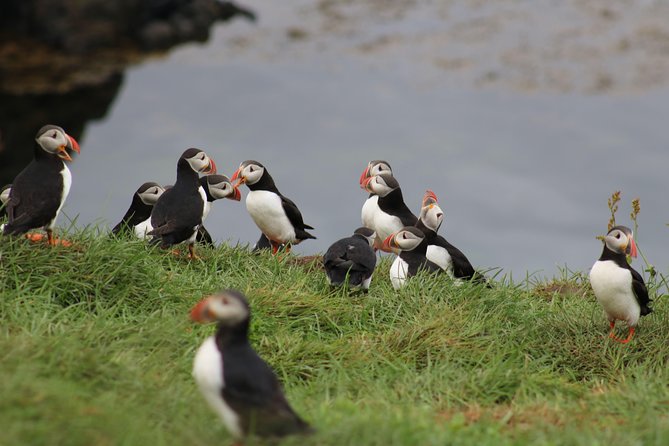 Premium Small-Group Puffin & Bird Watching tour from Reykjavík - From Reykjavík’s Old Harbour to Faxaflói Bay