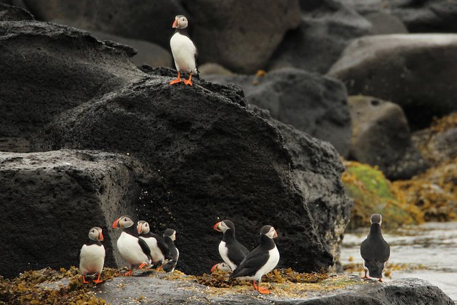 Premium Small-Group Puffin & Bird Watching tour from Reykjavík - Timing, Cancellations, and Simple Planning