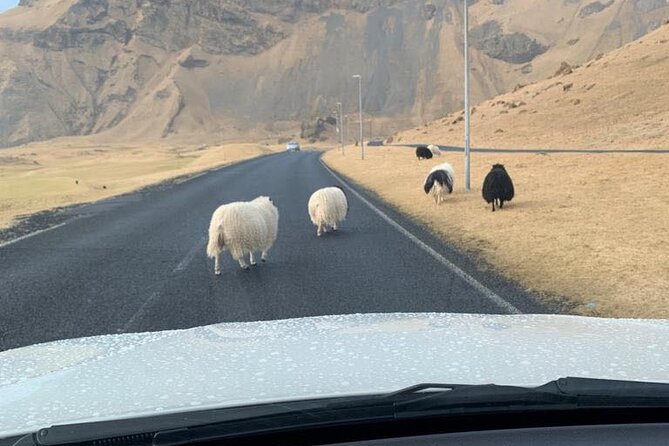 PRIVATE 2-Hours Tour - Westman Islands with a local in a BMW X5 - Elephant Rock and the island’s unusual sights