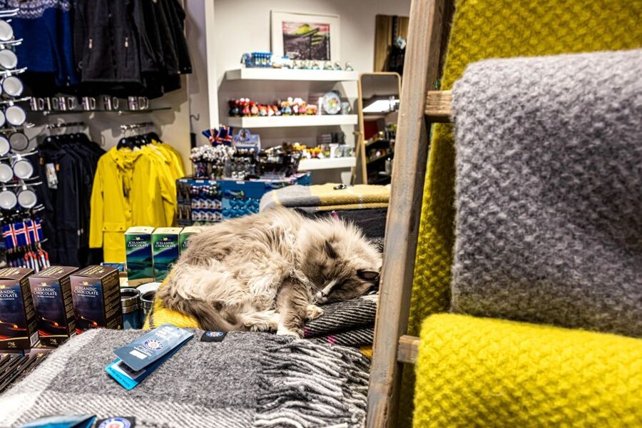 Private Combo Reykjavik Folklore & CatWalk - Key points at a glance