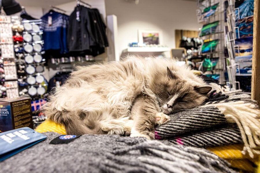 Private Combo Reykjavik Folklore & CatWalk - Laugavegur, books, and the search for city cats