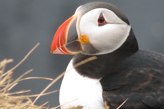 Private Day Trip to the Icelandic South Coast from Reykjavik - Why the private format works so well