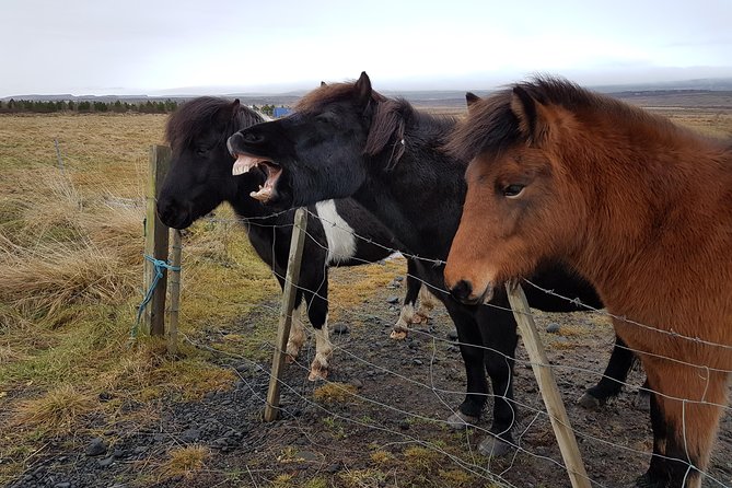 Private Golden Circle Thingvellir,Geysir,Gullfoss,Fridheimar - Is $1,918.03 Good Value for Up to Six People?